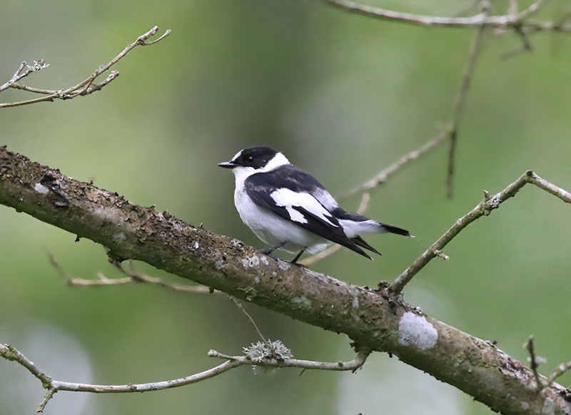 Collared Flycatcher  Halsbandsflugsnappare  (Ficedula albicollis)