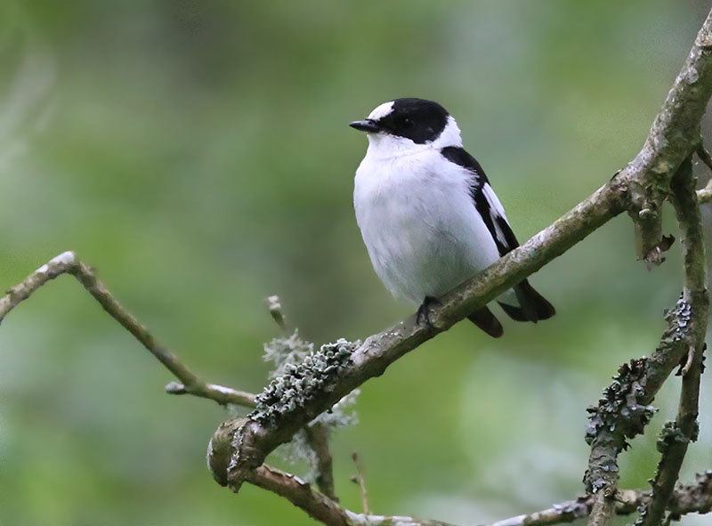Collared Flycatcher  Halsbandsflugsnappare  (Ficedula albicollis)