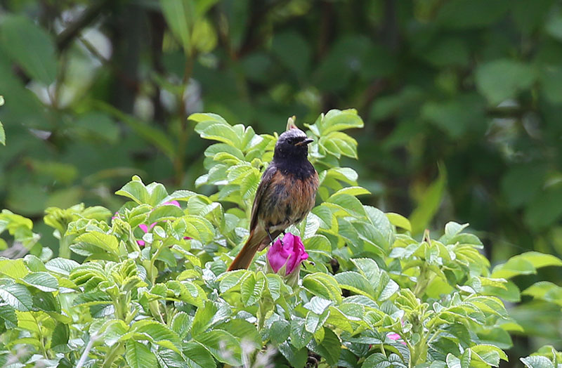 Black Redstart X Common Redstart  Svart rdstjrt X Rdstjrt