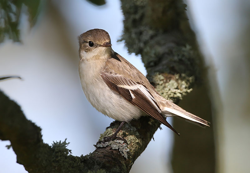 Collared Flycatcher  Halsbandsflugsnappare  (Ficedula albicollis)