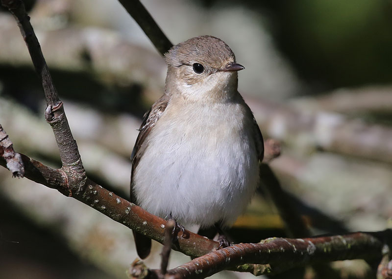 Collared Flycatcher  Halsbandsflugsnappare  (Ficedula albicollis)