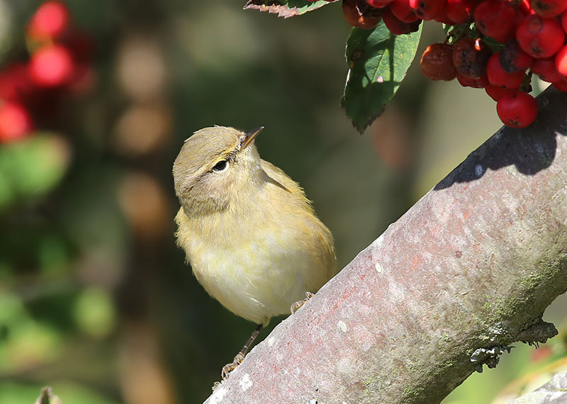 Chiffchaff  Gransngare  (Phylloscopus collybita)