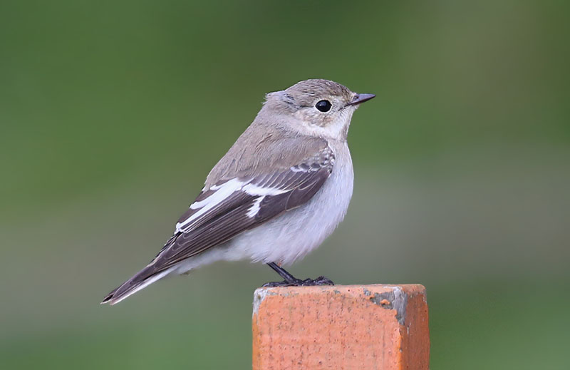 Collared Flycatcher  Halsbandsflugsnappare  (Ficedula albicollis)