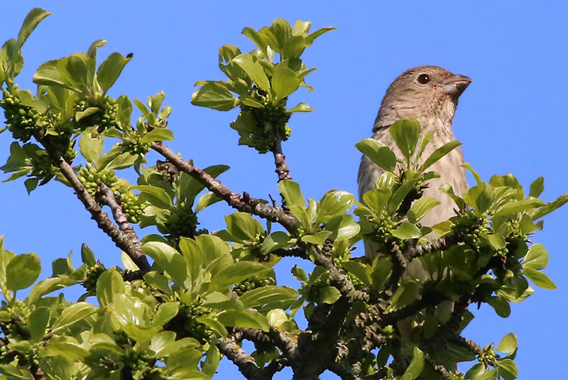 Common Rosefinch  Rosenfink  (Carpodacus erythrinus)