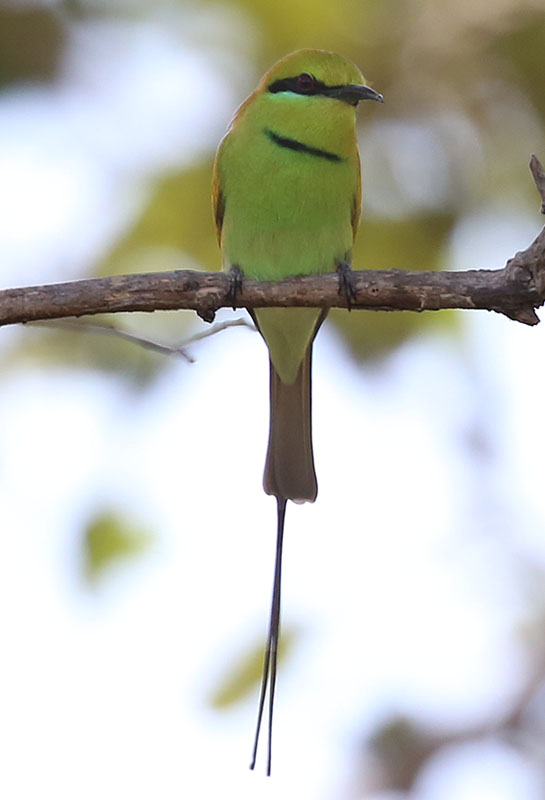 Little Green Bee-eater  (Merops orientalis) 