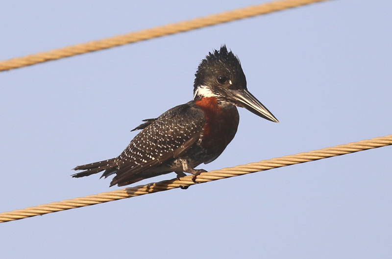 Giant Kingfisher  (Megaceryle maxima)