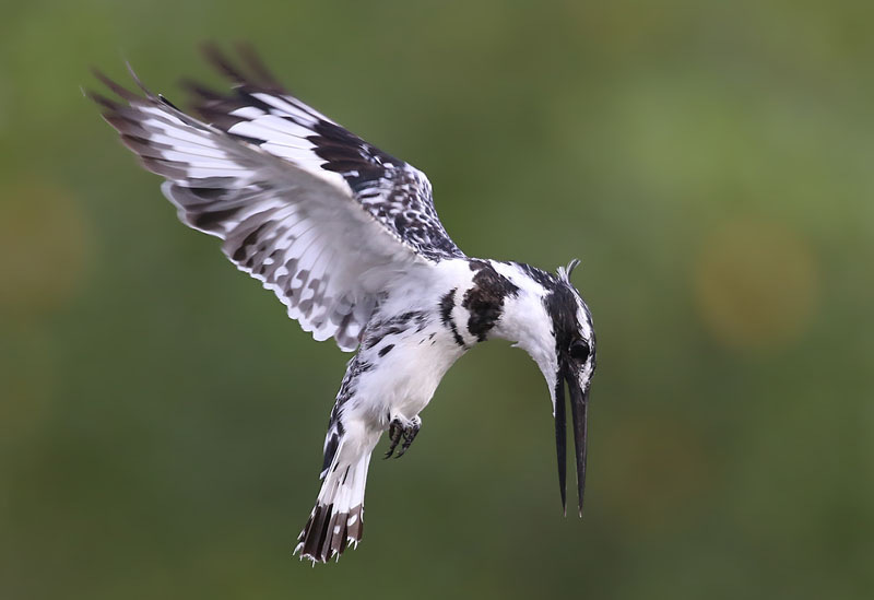 Pied Kingfisher  (Ceryle rudis)