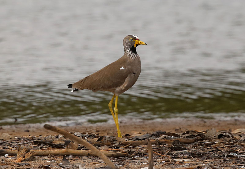 African Wattled Lapwing   (Vanellus senegallus)