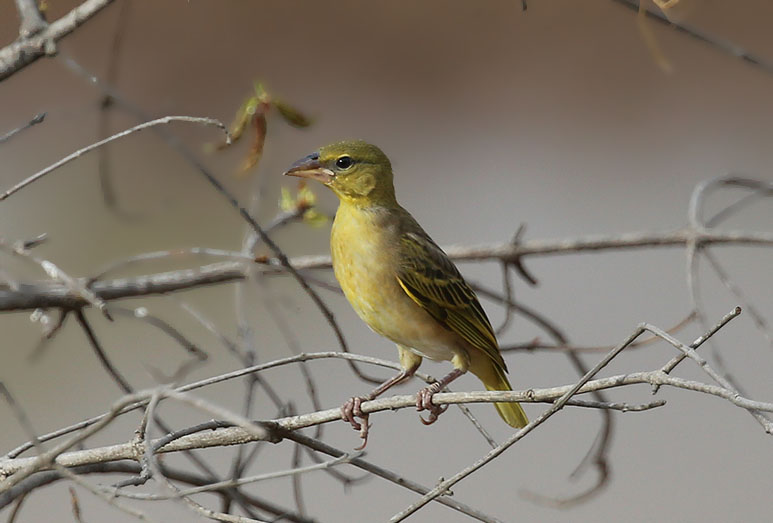 Village Weaver  (Ploceus cucullatus)