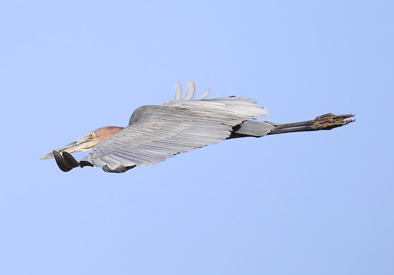 Goliath Heron  (Ardea goliath)