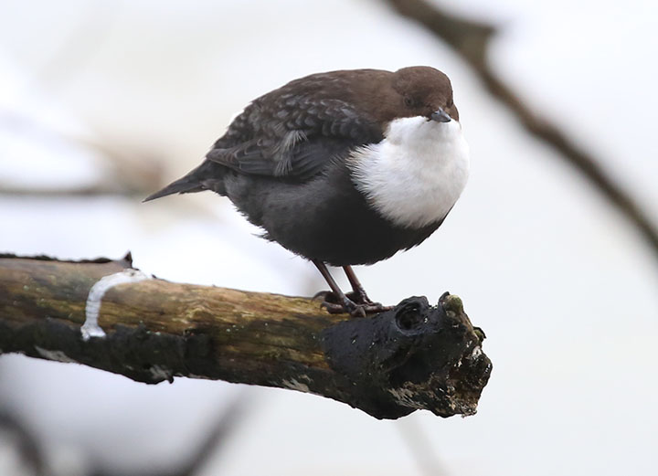 White-throated Dipper  Strmstare  (Cinclus cinclus)