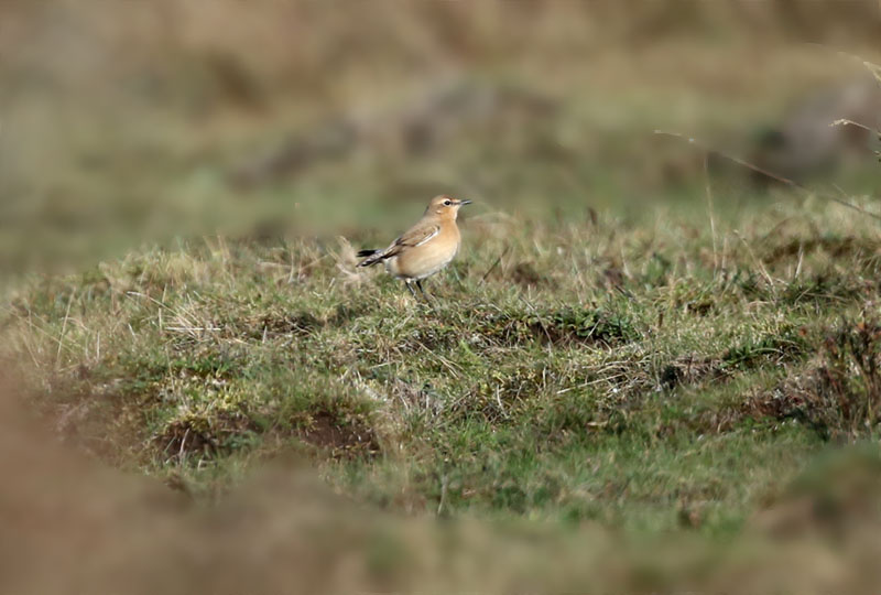 Isabelline Wheatear  Isabellastenskvtta   (Oenanthe isabellina)