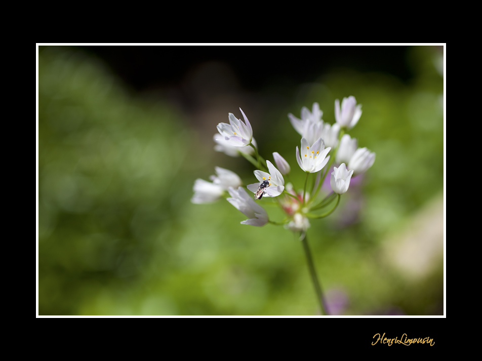 IMG_5439 nature fleur.jpg