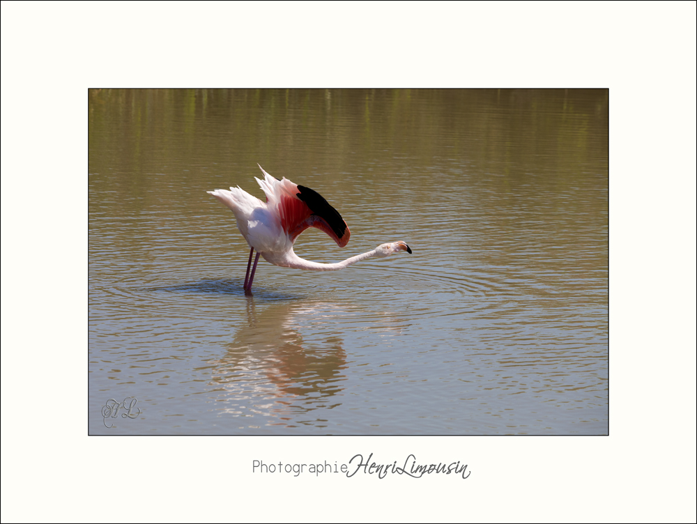 Nature Camargue oiseaux IMG_6490.jpg