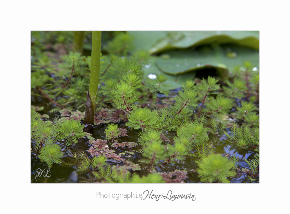 Nature jardin poterie IMG_7650.jpg