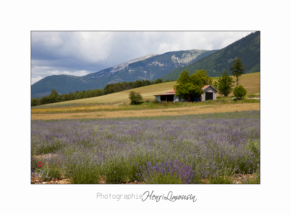 Nature Paysage Fleurs SALA IMG_8507.jpg