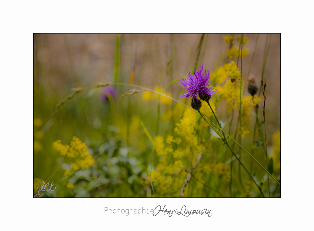 Nature Paysage Fleurs SALA IMG_8538.jpg