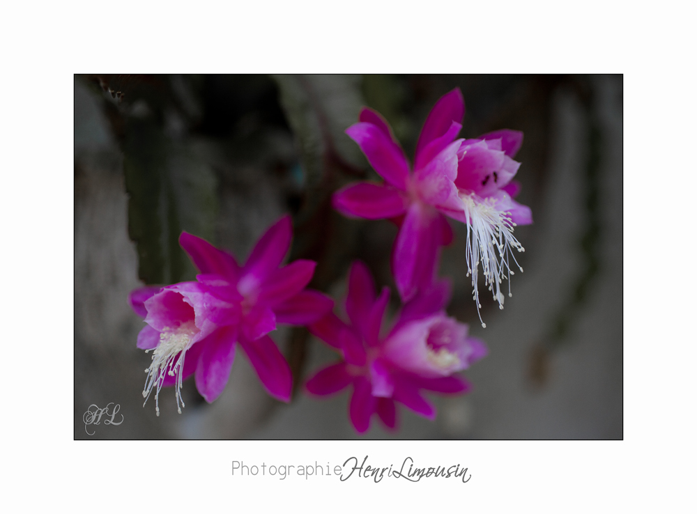 Nature jardin poterie IMG_7759.jpg