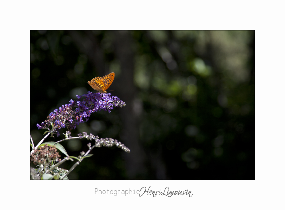 Nature animal Jardin Papillon IMG_8282.jpg