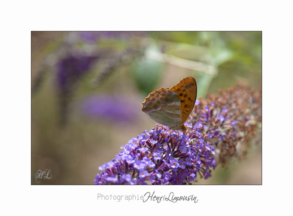 Nature animal Jardin Papillon IMG_8404.jpg