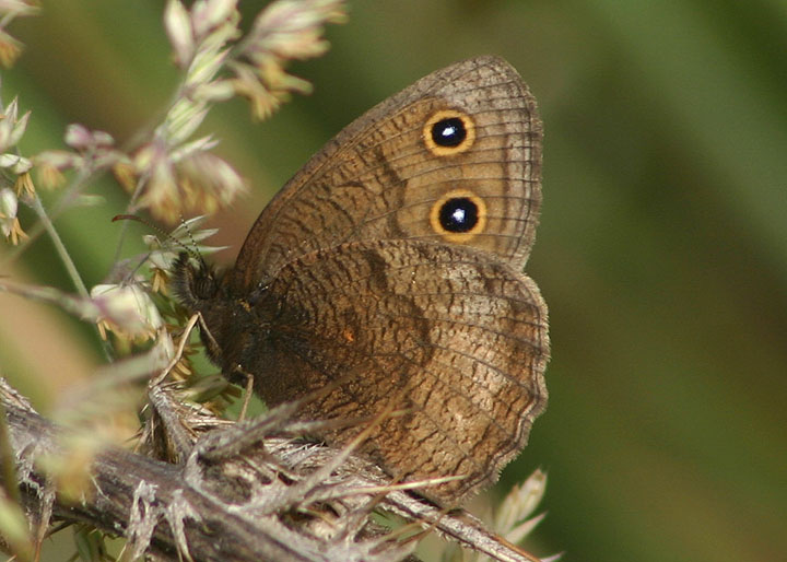 Cercyonis pegala; Common Wood-Nymph