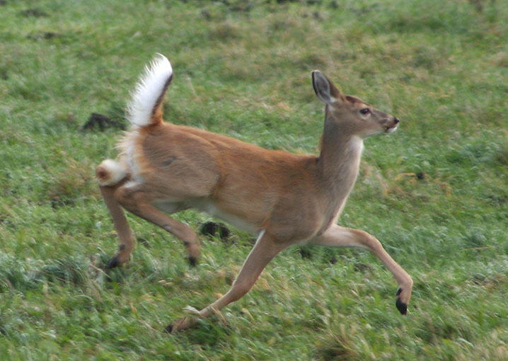 White-tailed Deer; doe