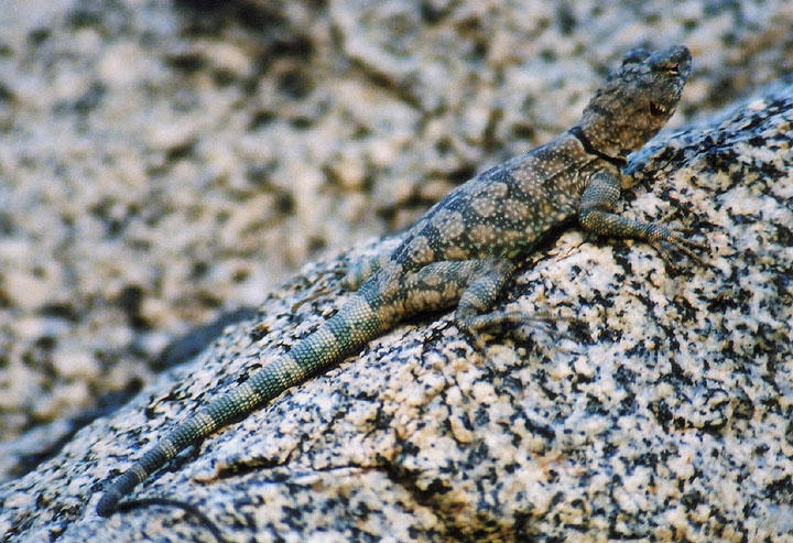 Banded Rock Lizard