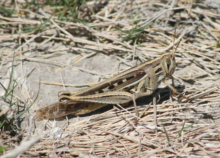 Schistocerca americana; American Bird Grasshopper