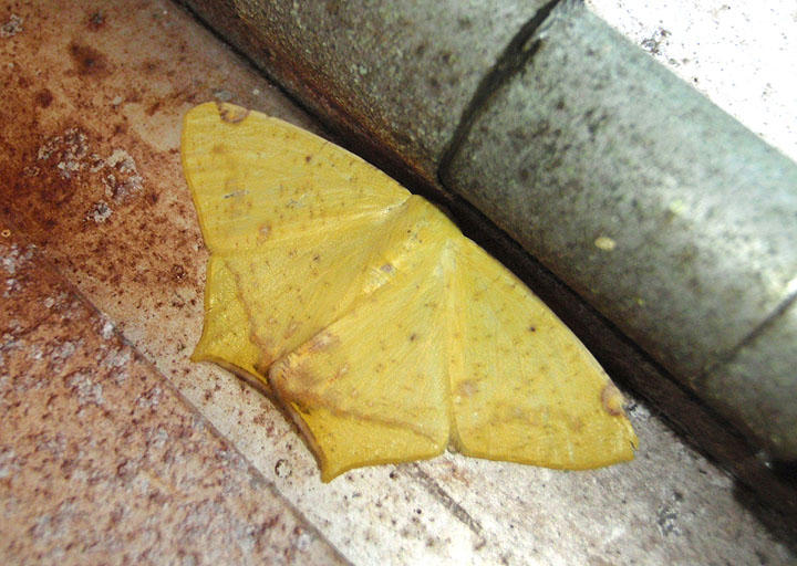 6985-6986 - Nepheloleuca Geometrid moth species