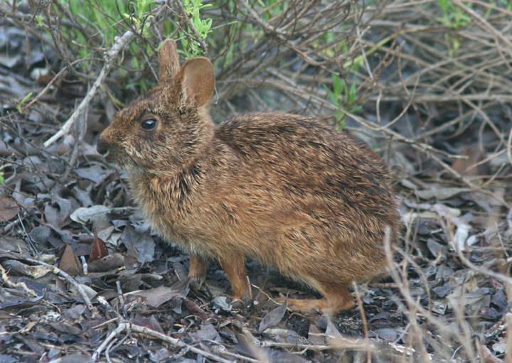 Marsh Rabbit