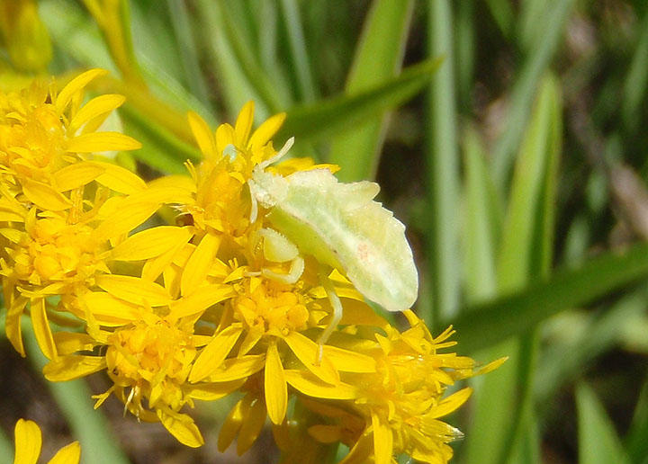 Pymata Jagged Ambush Bug species nymph