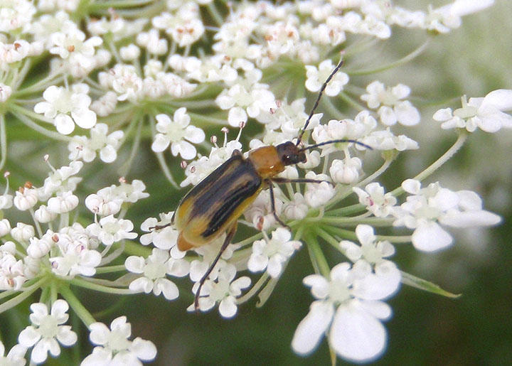 Diabrotica virgifera; Western Corn Rootworm Beetle