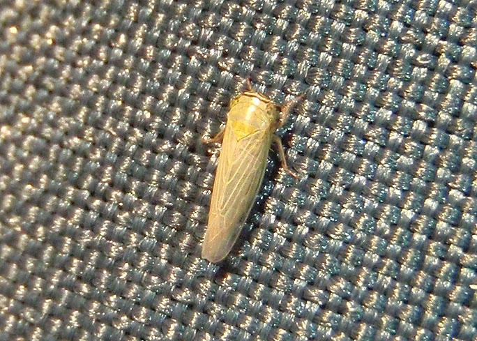 Limotettix ferganensis; Leafhopper species