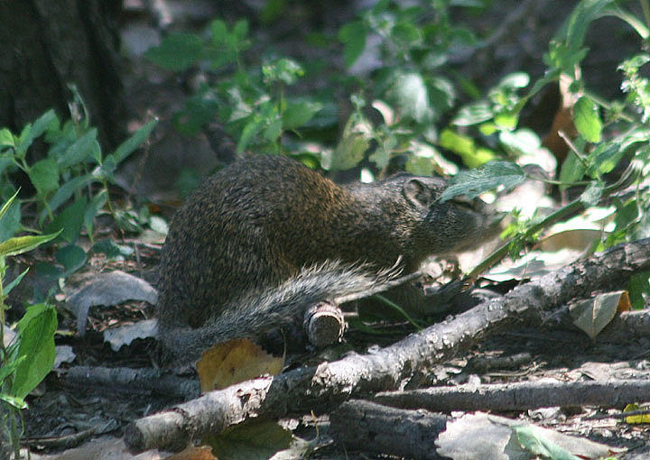 Franklins Ground Squirrel