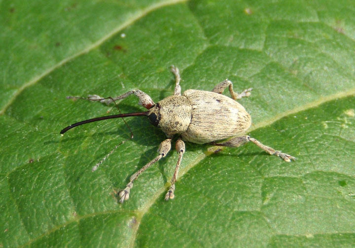 Curculio Acorn Weevil species