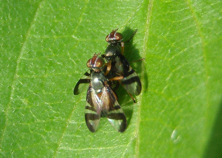 Rivellia coquilletti; Signal Fly species