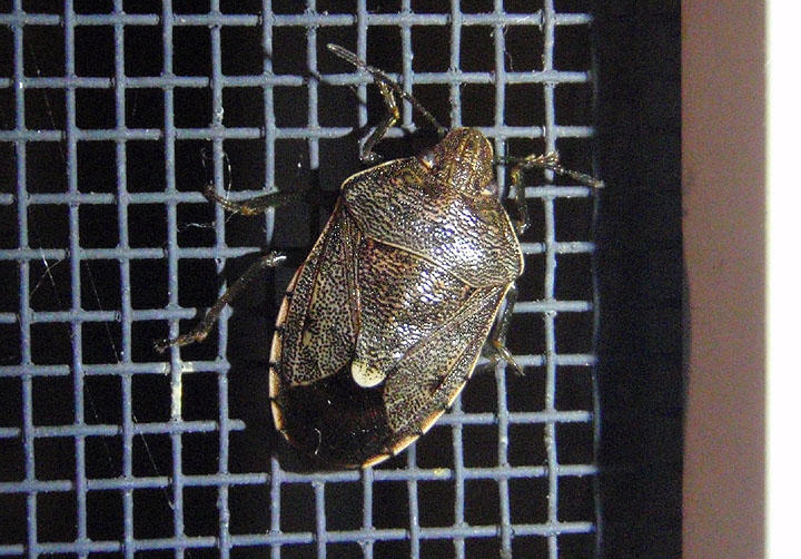 Banasa sordida; Stink Bug species