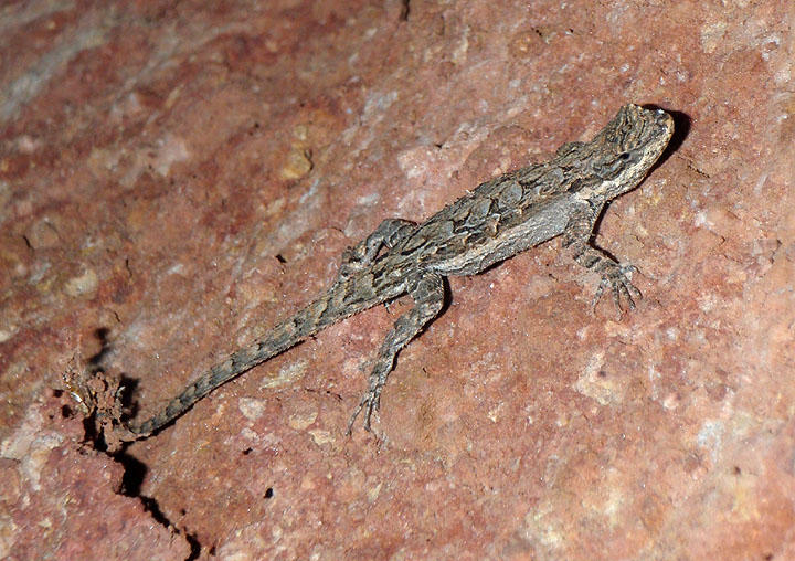 Ornate Tree Lizard