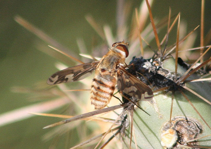 Poecilanthrax poecilogaster; Bee Fly species