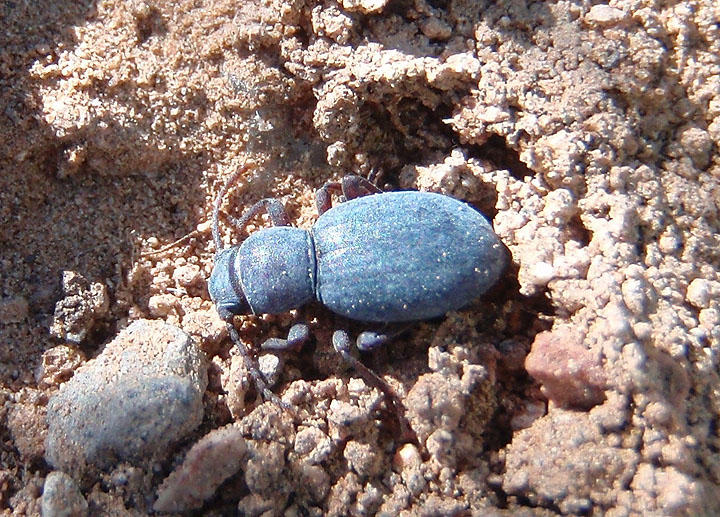 Triorophus Darkling Beetle species
