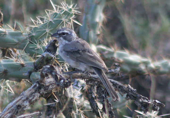 Black-throated Sparrow; juvenile