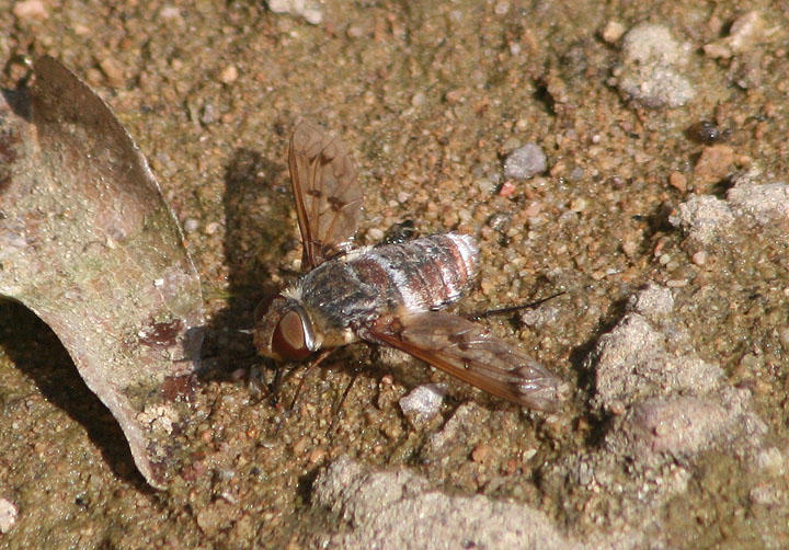 Exoprosopa Bee Fly species