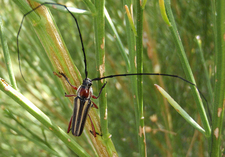 Sphaenothecus bivittata; Double-banded Bycid