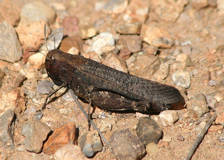 Arphia pseudonietana; Red-winged Grasshopper