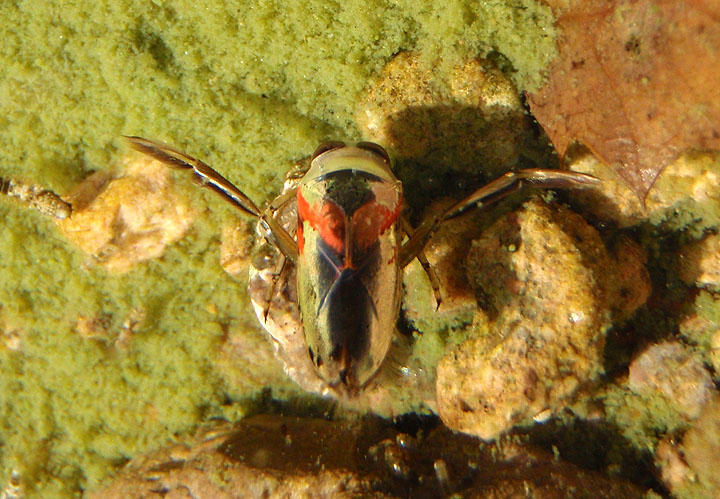 Notonecta Backswimmer species