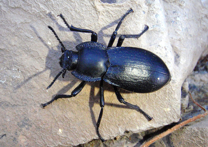Stenomorpha Darkling Beetle species