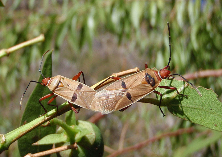 Dysdercus bimaculatus; Cotton Stainer species; mating pair