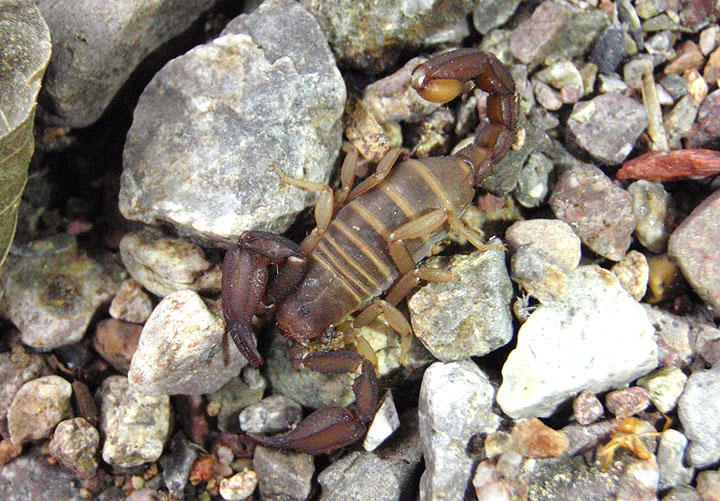 Pseudouroctonus apacheanus; Scorpion species