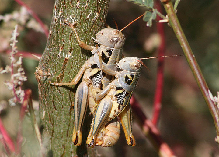 Barytettix humphreysii; Humphreys Grasshoppers; mating pair