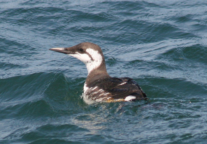 Common Murre; basic